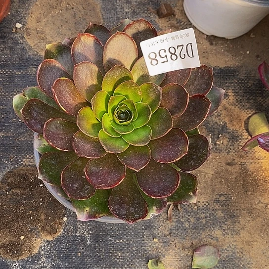 2858魅金玫瑰多肉法师锦