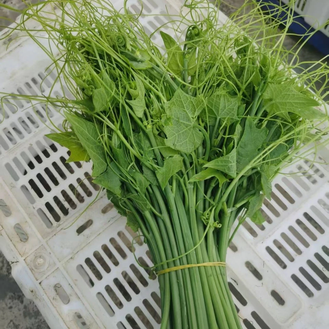 包邮贵州高山农家自种佛手瓜蔬菜尖捧瓜尖龙须苗现摘现发新鲜发货