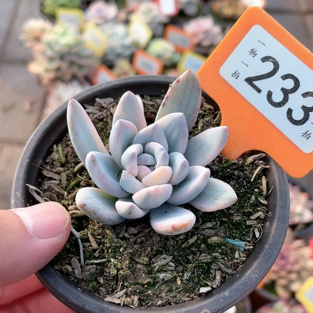 【闪购商品】233号