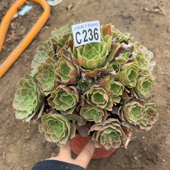 女巫中班……多肉植物……