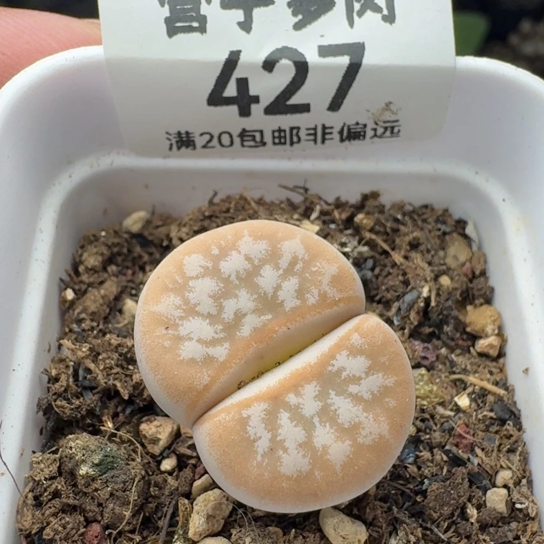 拿铁带盆土