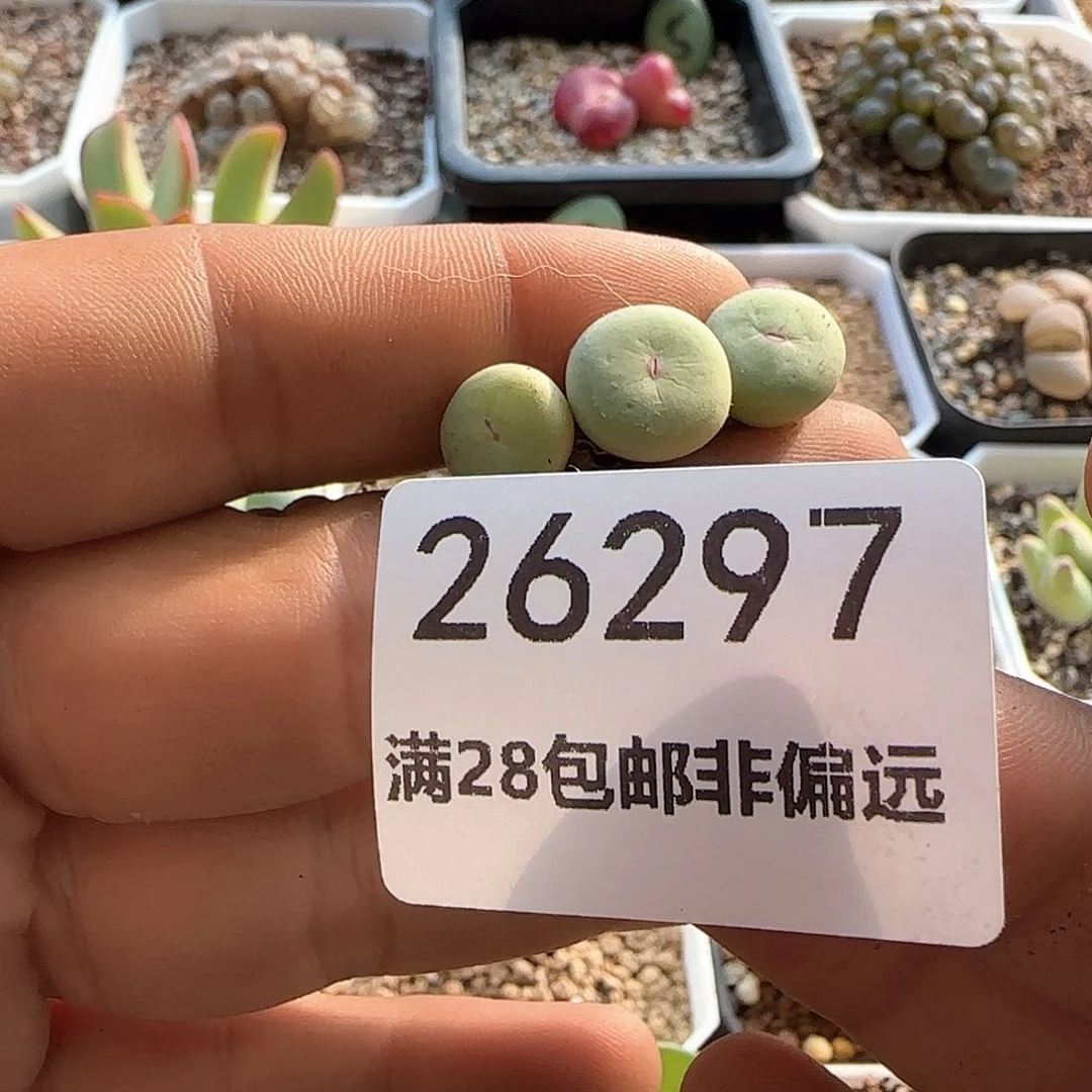 我****实脱土28包邮26297