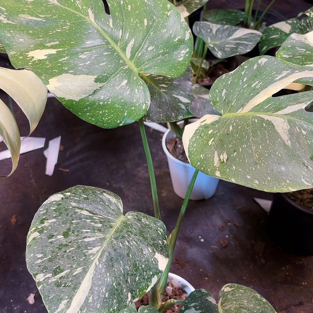 完全开放洒金福利