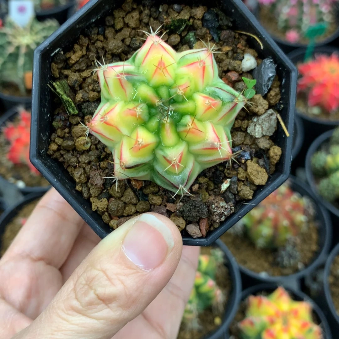 仙人球米哈牡丹锦12