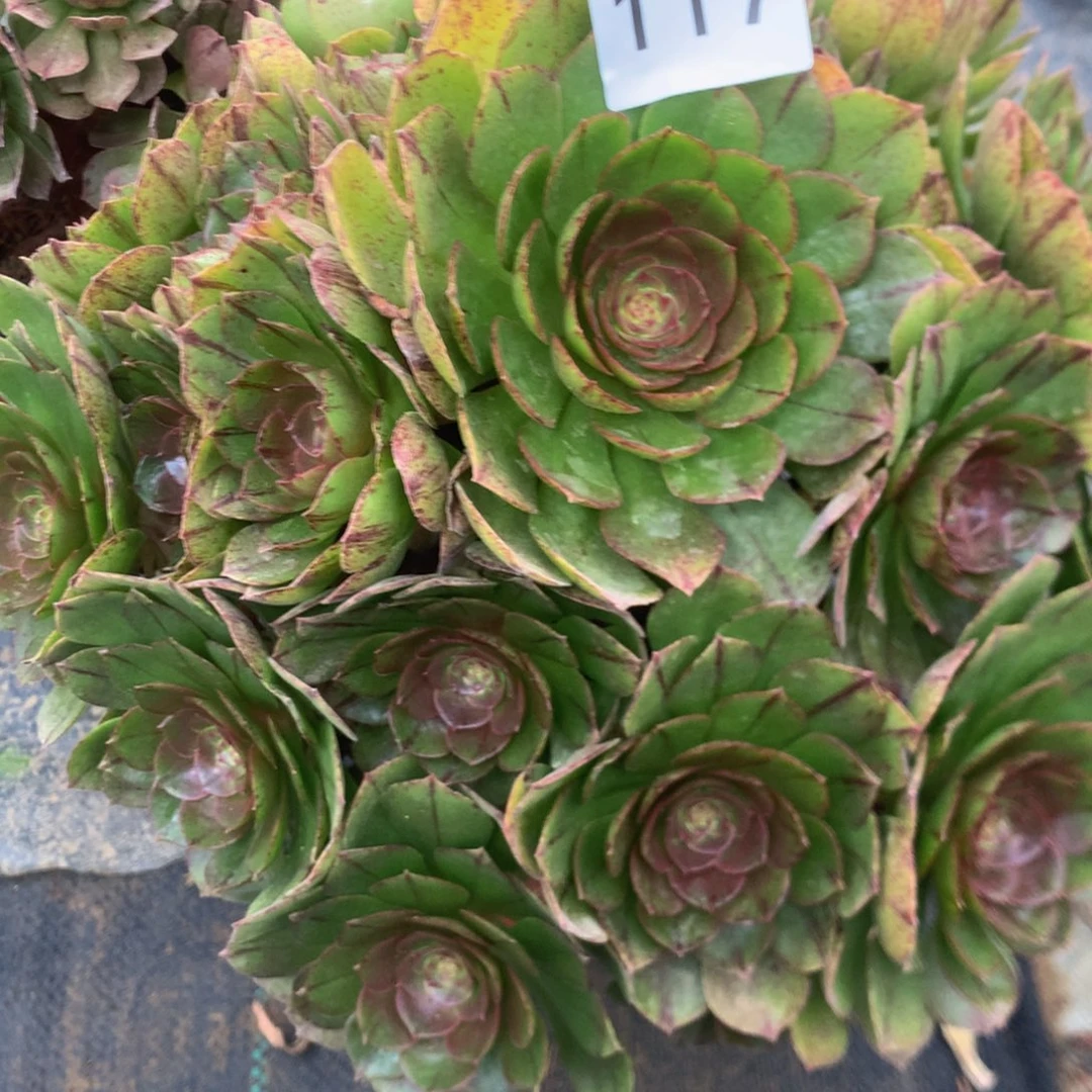 只****老117万拉丝多肉植物