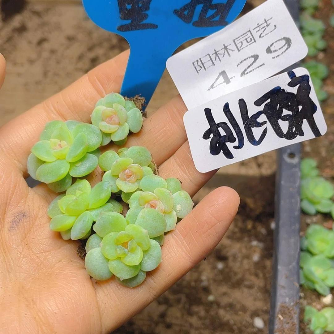 量拍多肉植物多肉植物429