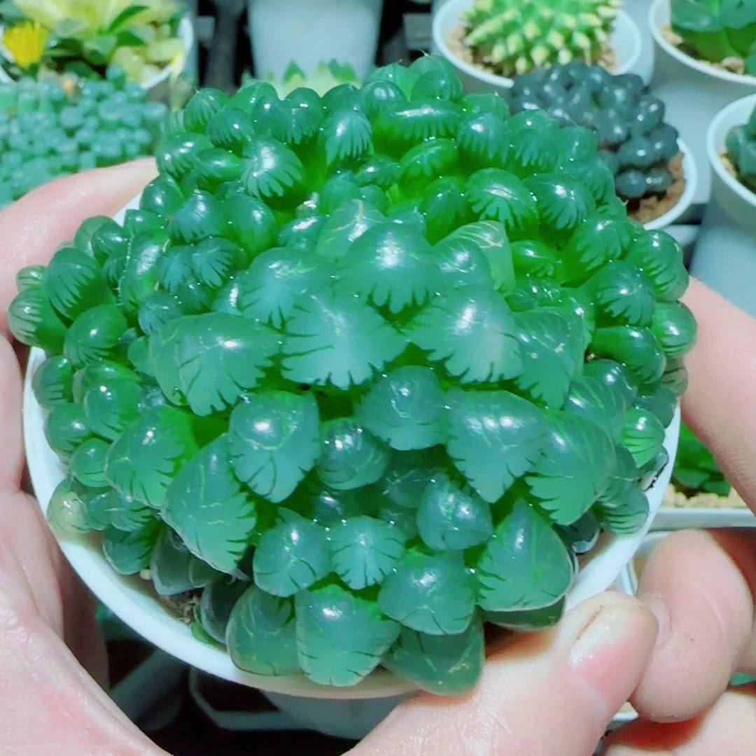 粉姬玉露群多肉植物