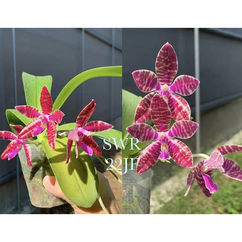 2.5寸 SWR22JF红路德-苗 叶瑕叶偏黄有老化根  原生趣味蝴蝶兰