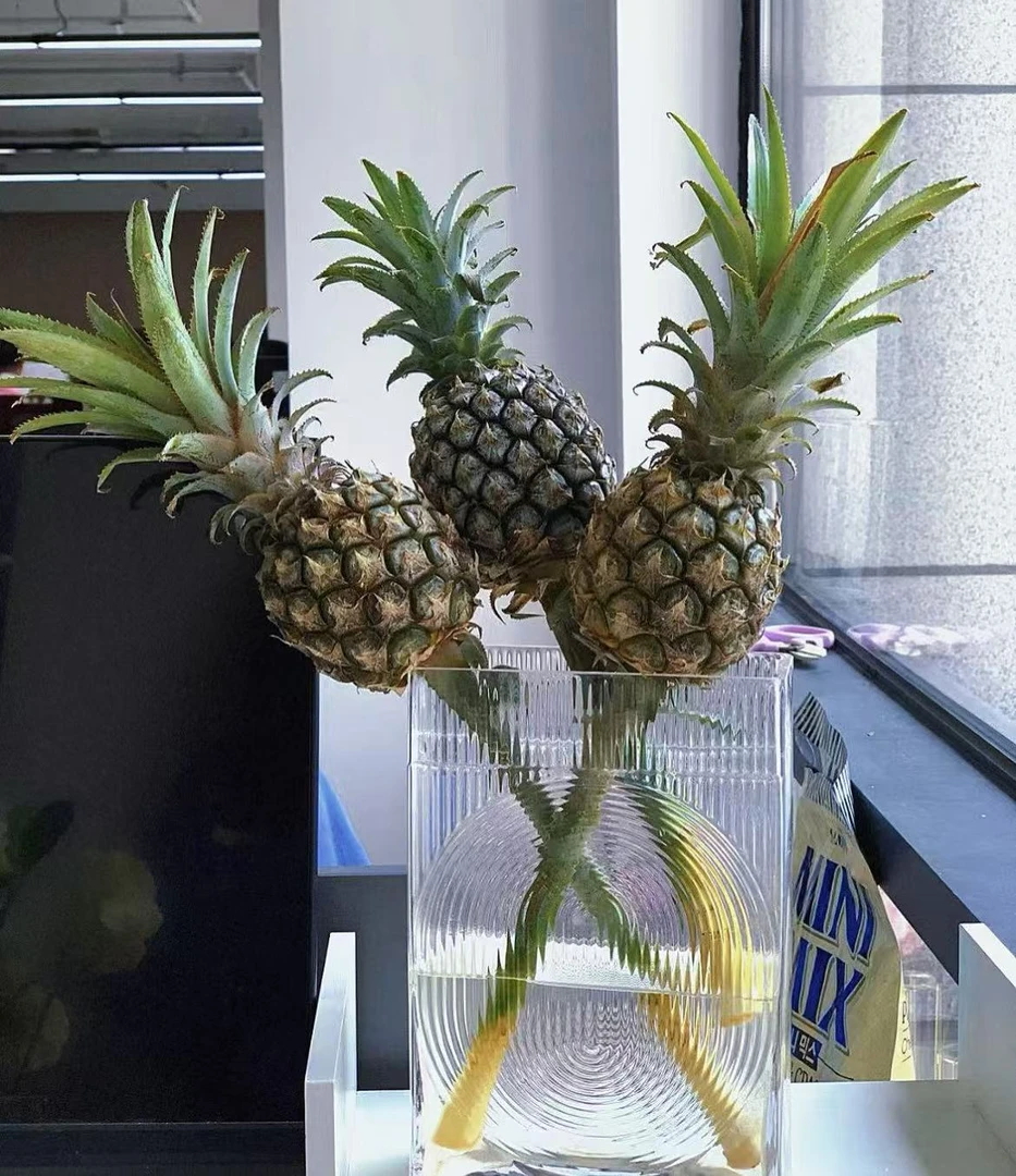 创意观赏水养小菠萝凤梨鲜花云南基地直发室内装饰插花节日礼物