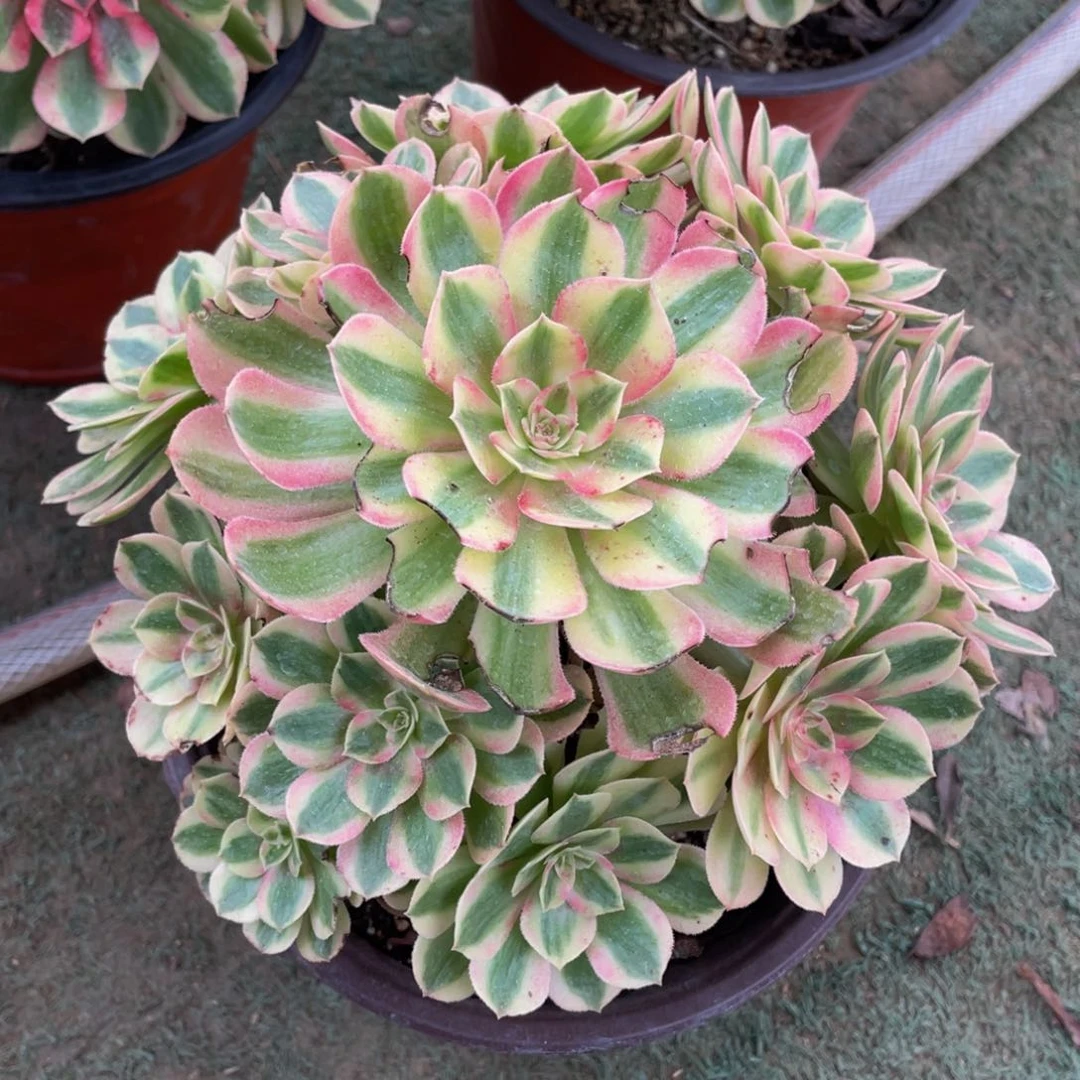 山**漫034玉姿精品法师多肉