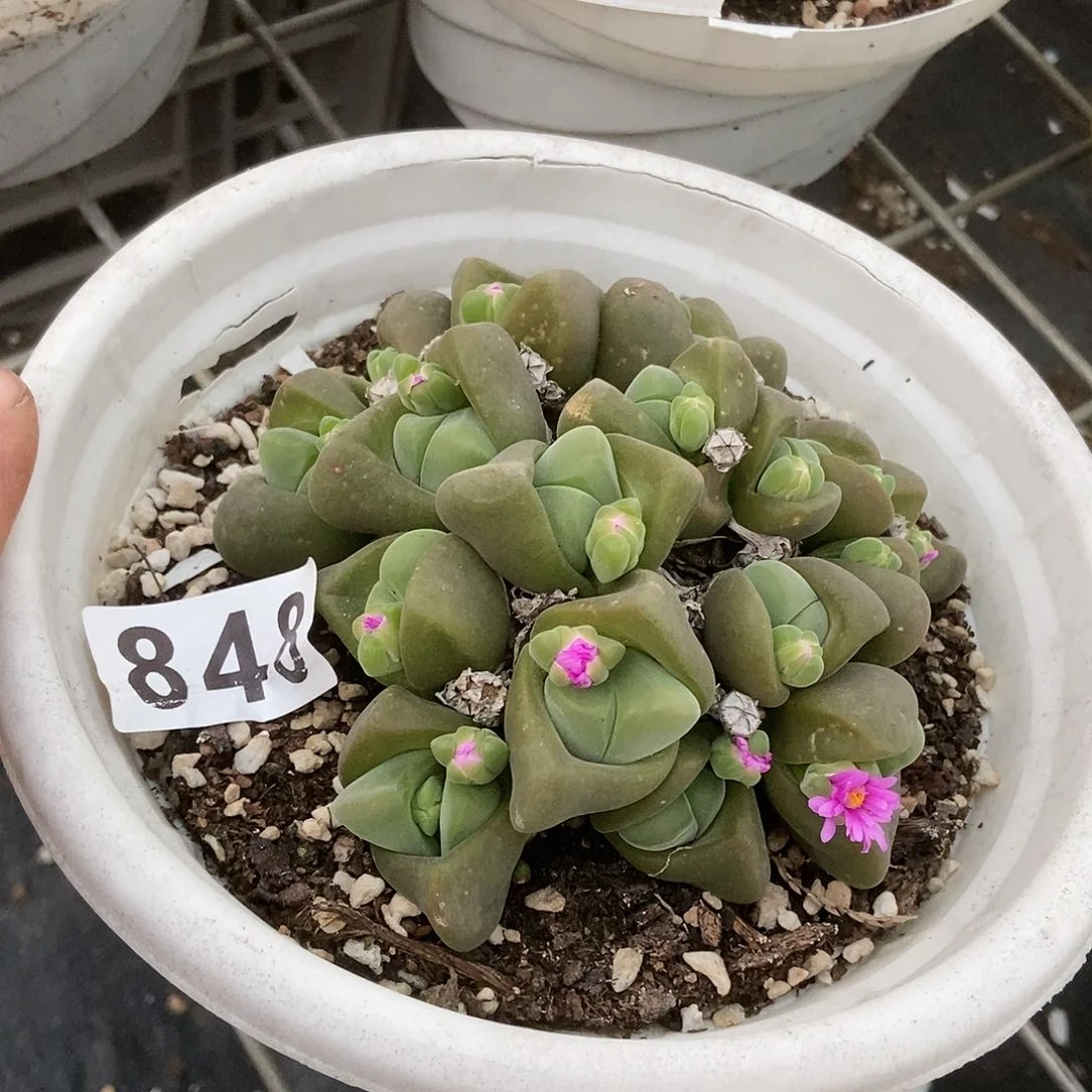 无比玉大群一物一拍848