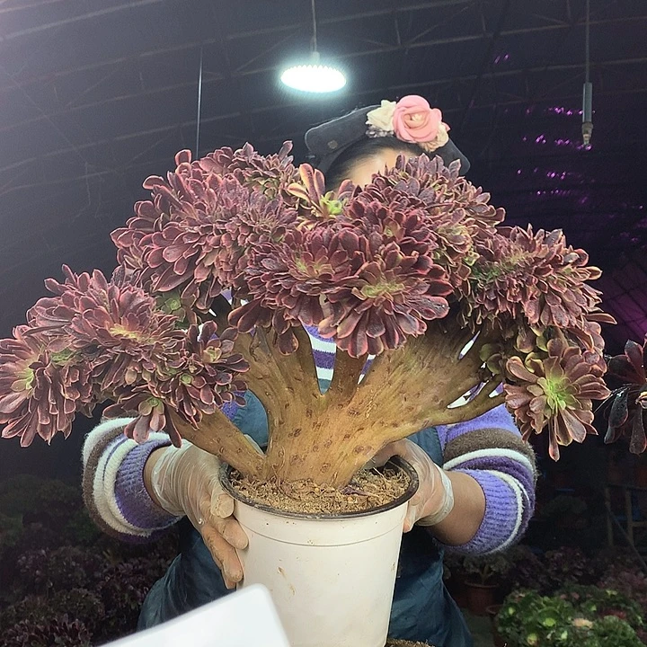 柒柒精品多肉脱土发货不包断侧枝S944