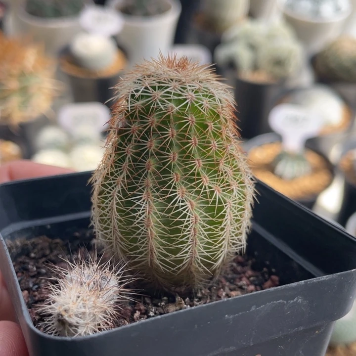 丽光虾         实生根