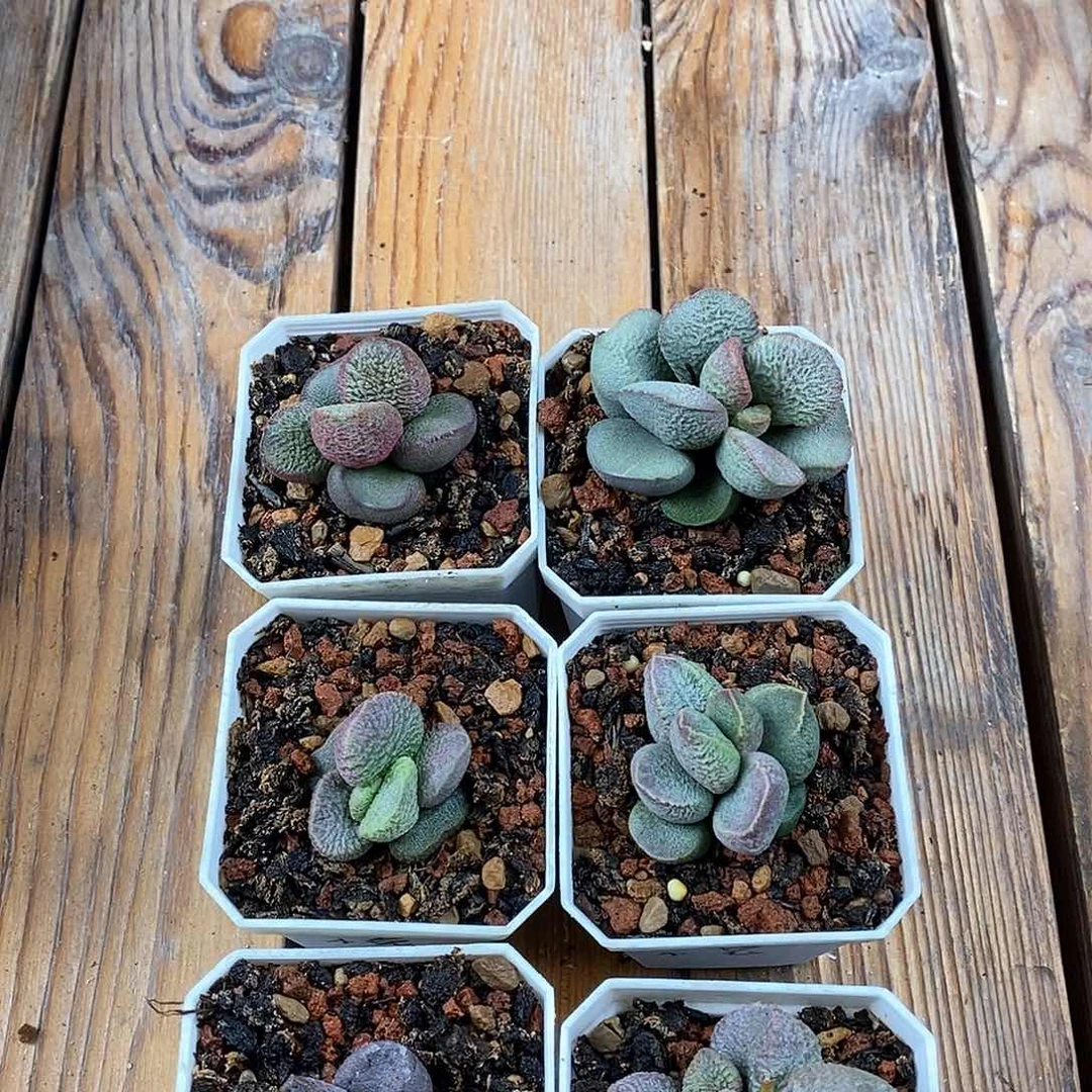 小兔水泡多肉植物