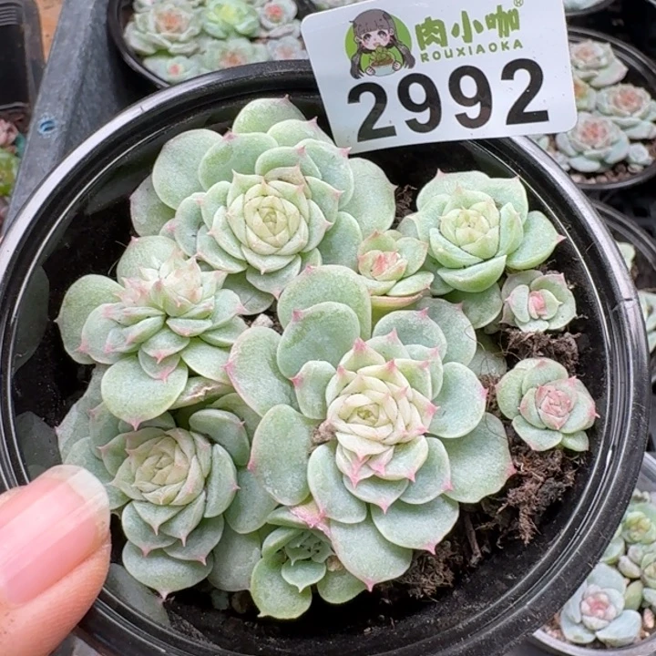 多肉植物多肉植物