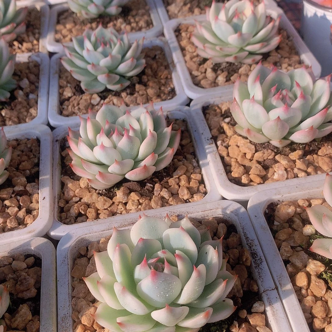 吉娃娃白福伦锦24557889999