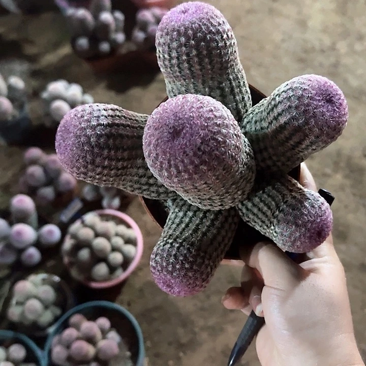 艾*哈哈哈哈哈哈哈哈哈