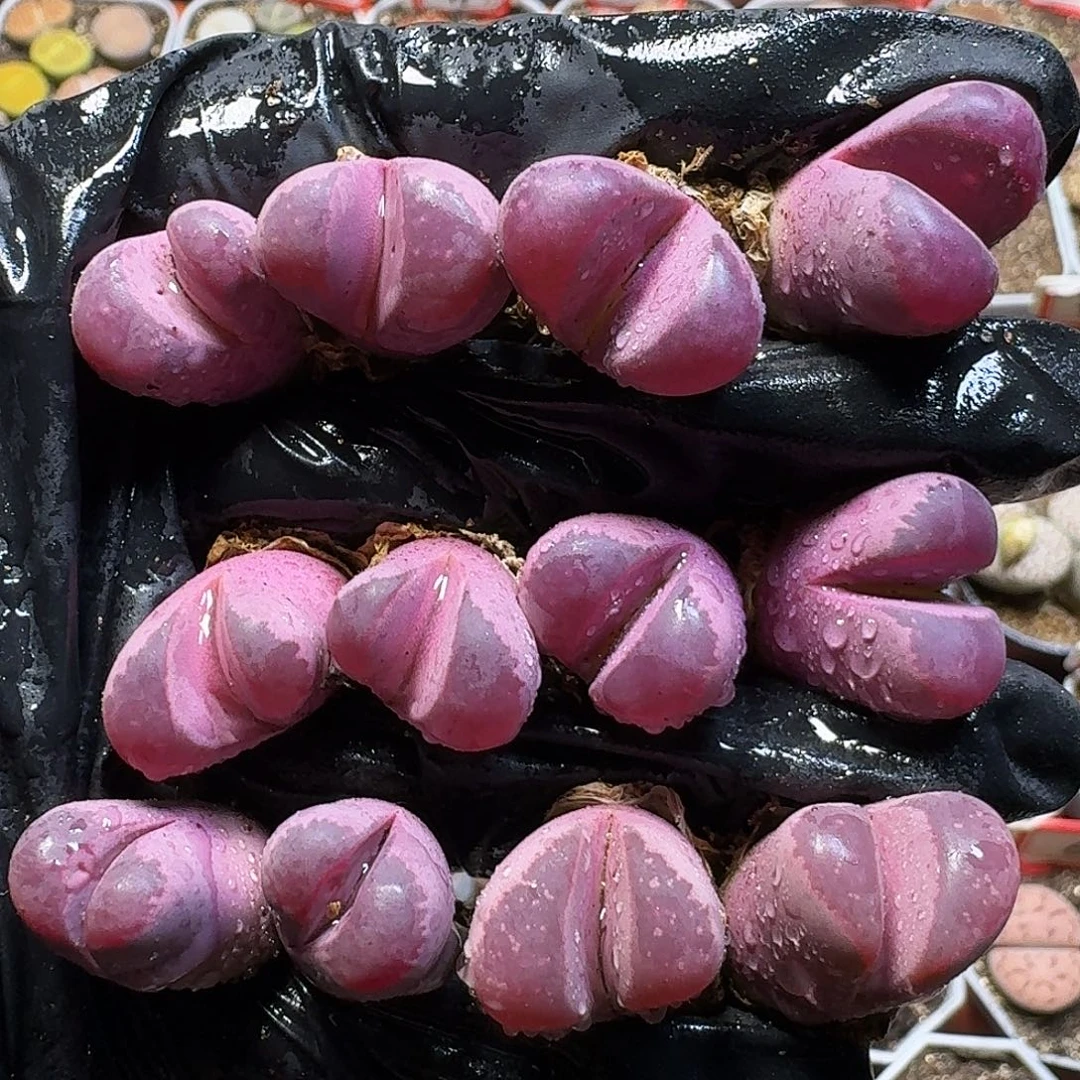 生石花1111111。   160