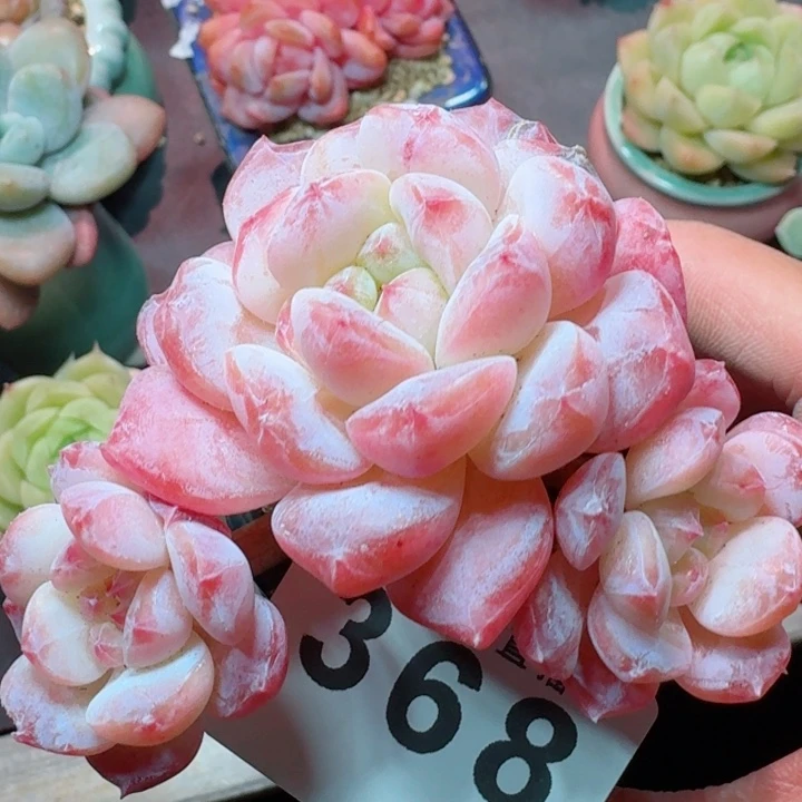 冰魄老桩         精控精养多肉植物