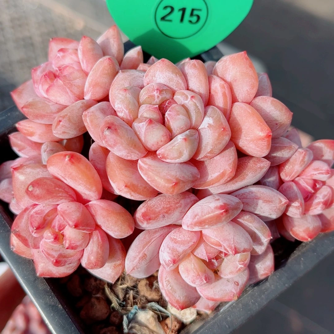 215号大老桩石榴籽星影群