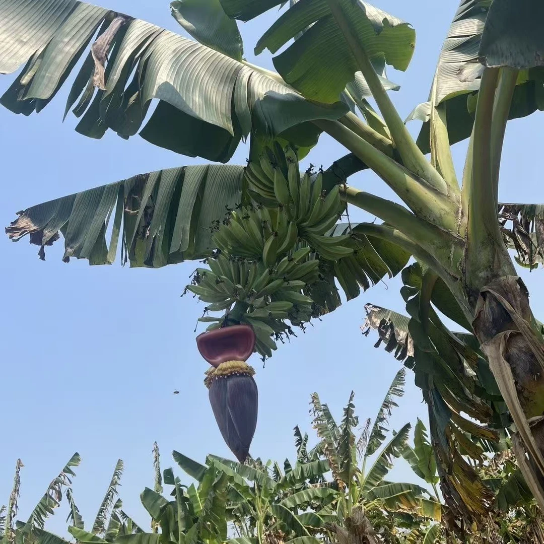 云南赶集市场··芭蕉绿······