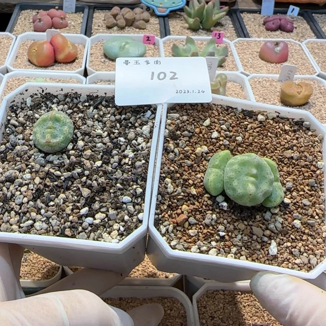 涵***！多肉多肉多肉1.24-102