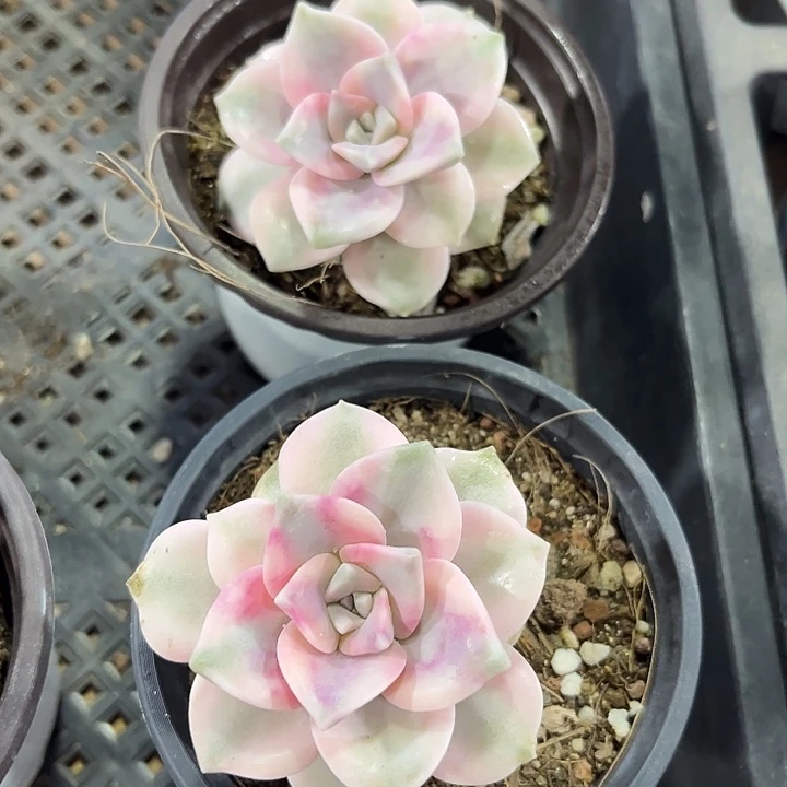 精品紫乐锦多肉植物