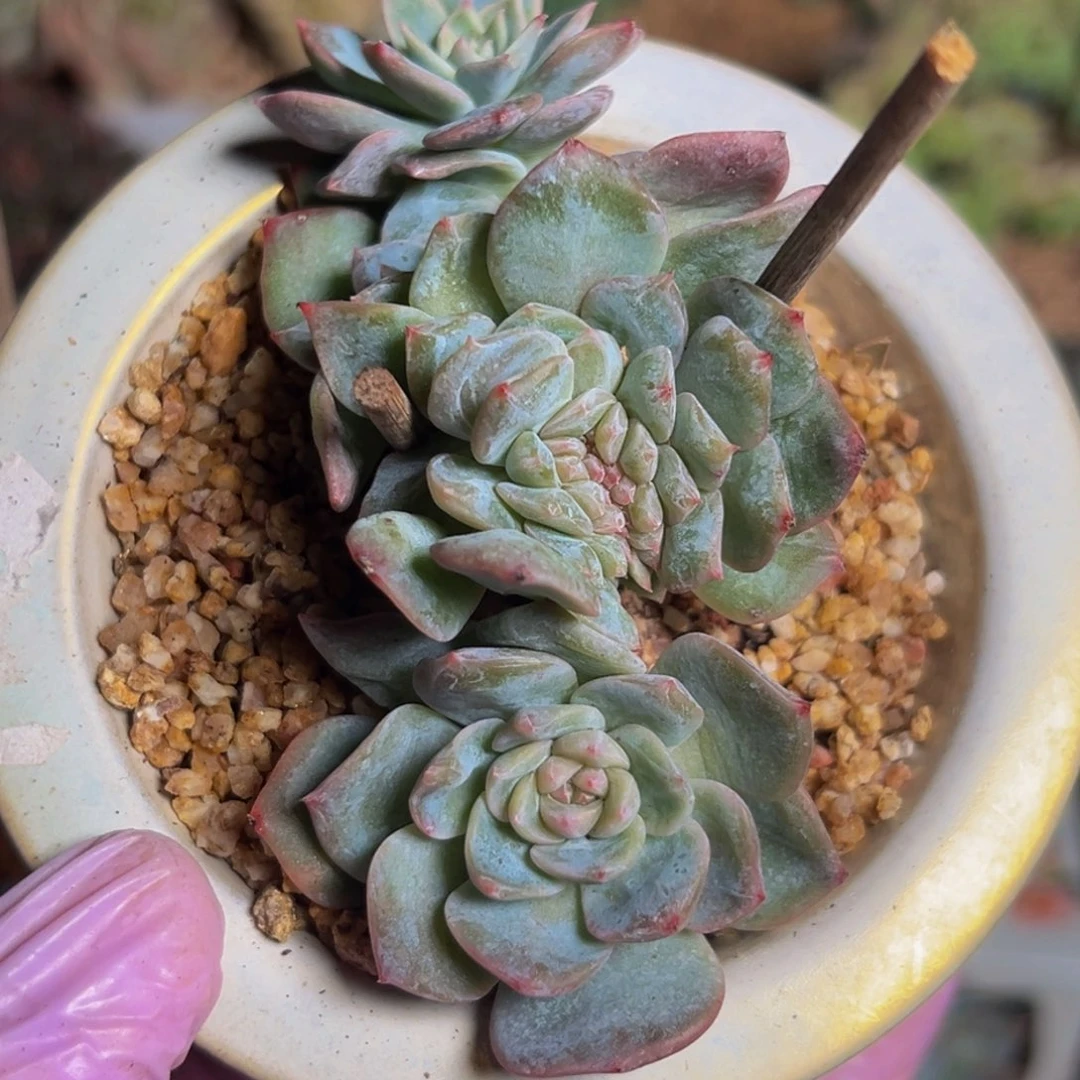 新年快乐。新年快乐