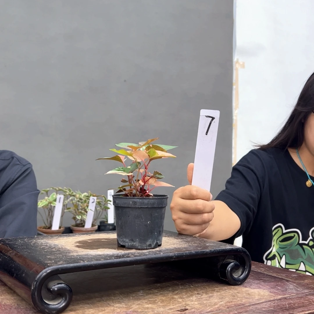 逸****7顺丰到付。