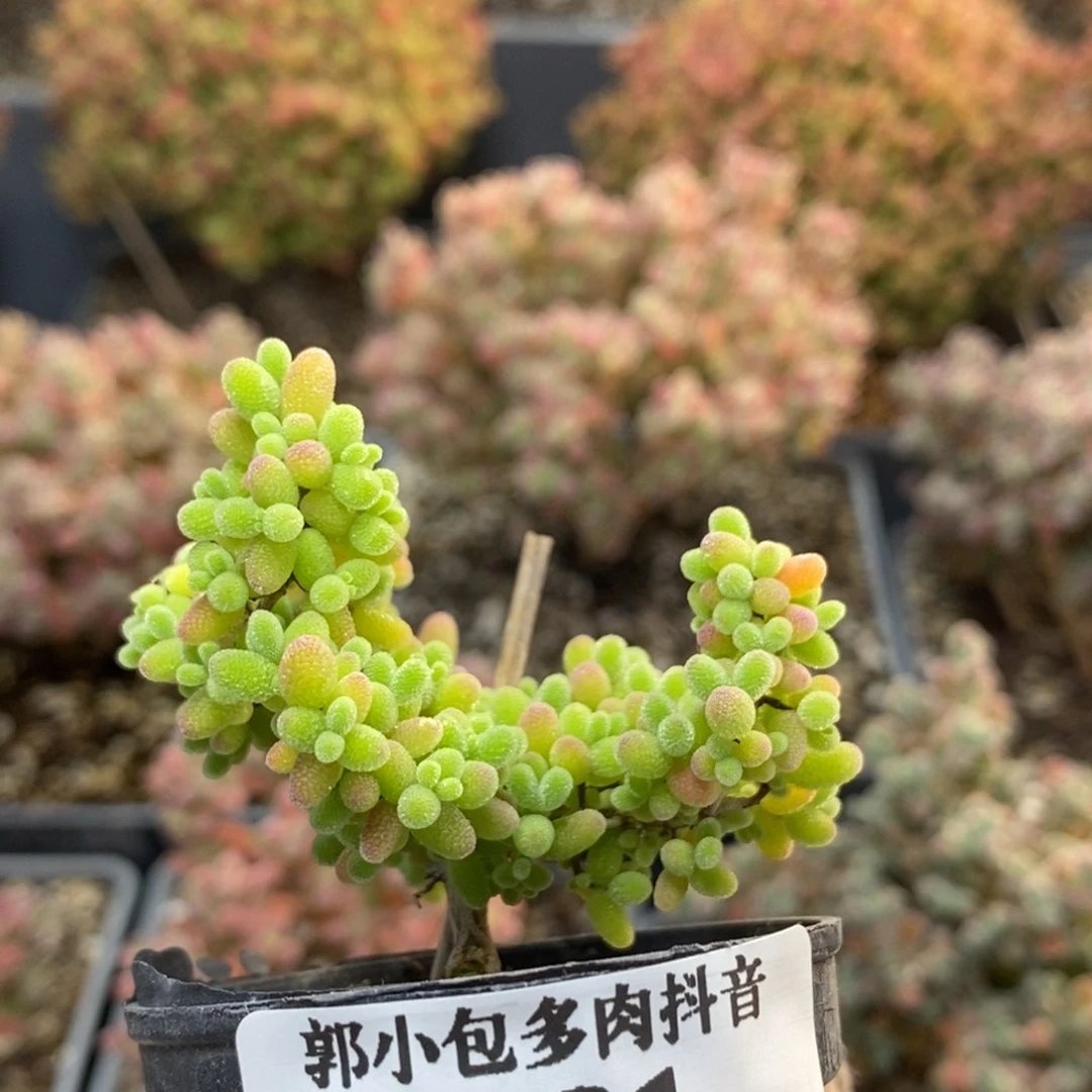 蜜橘糖球5181枝干番杏