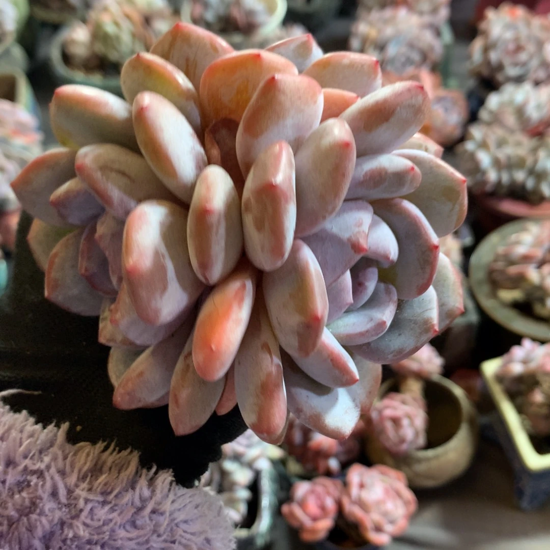 哈哈哈哈哈哈哈哈石榴籽