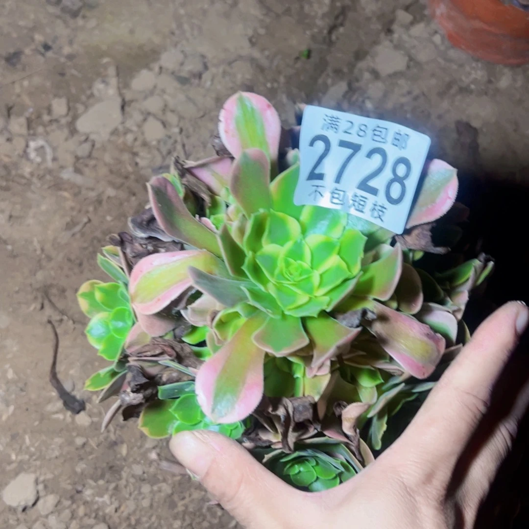 香妃多肉植物法师2728