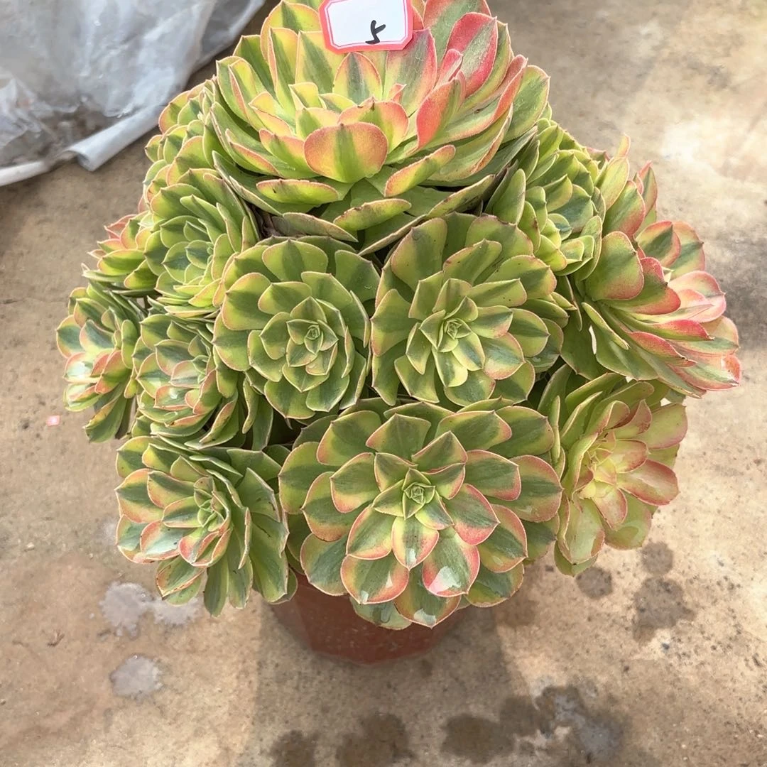 全部花朵5雨何多肉植物