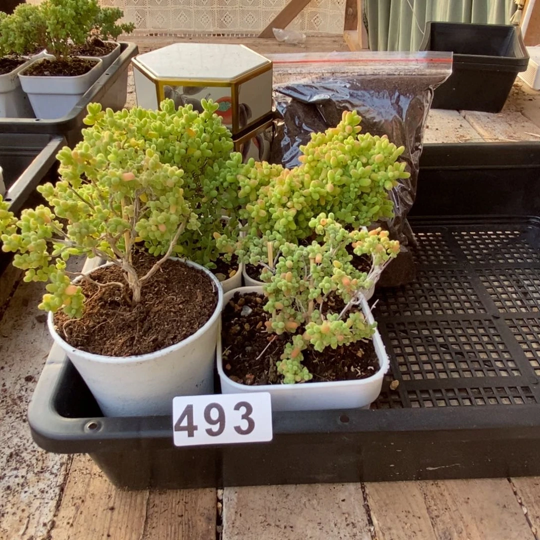 枝干番杏多肉植物493