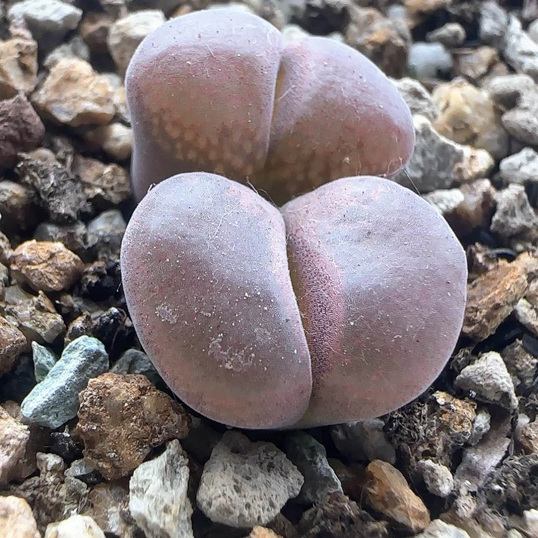 开播福利来了44067