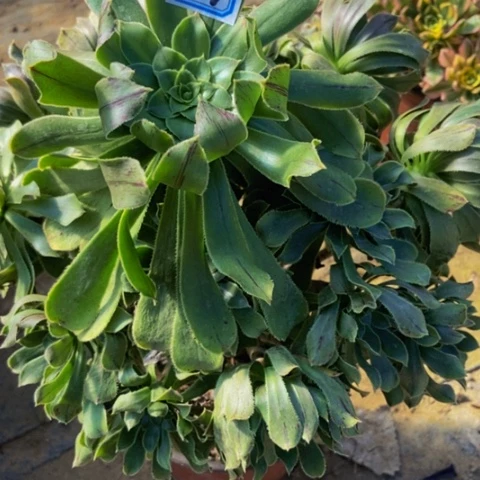 原始绿法师老桩精品101多肉