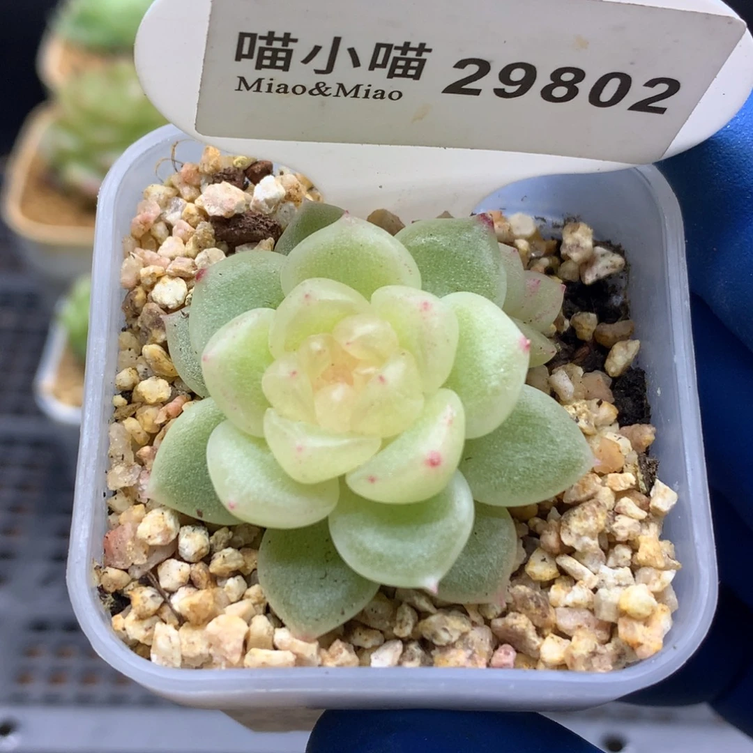 多肉植物杂交珍妮