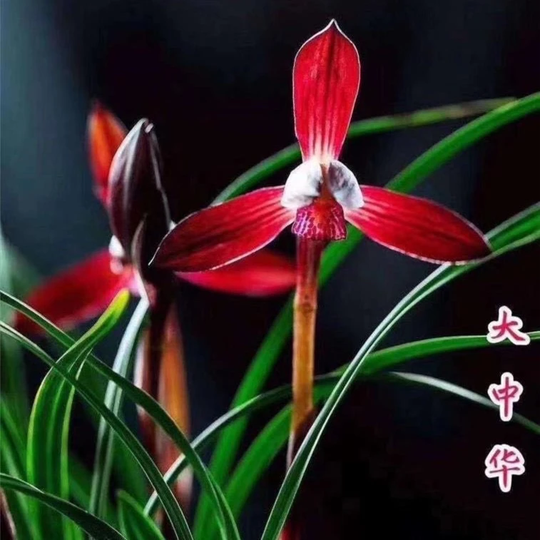 春兰-大中华-人工种植组培小苗-连体3苗