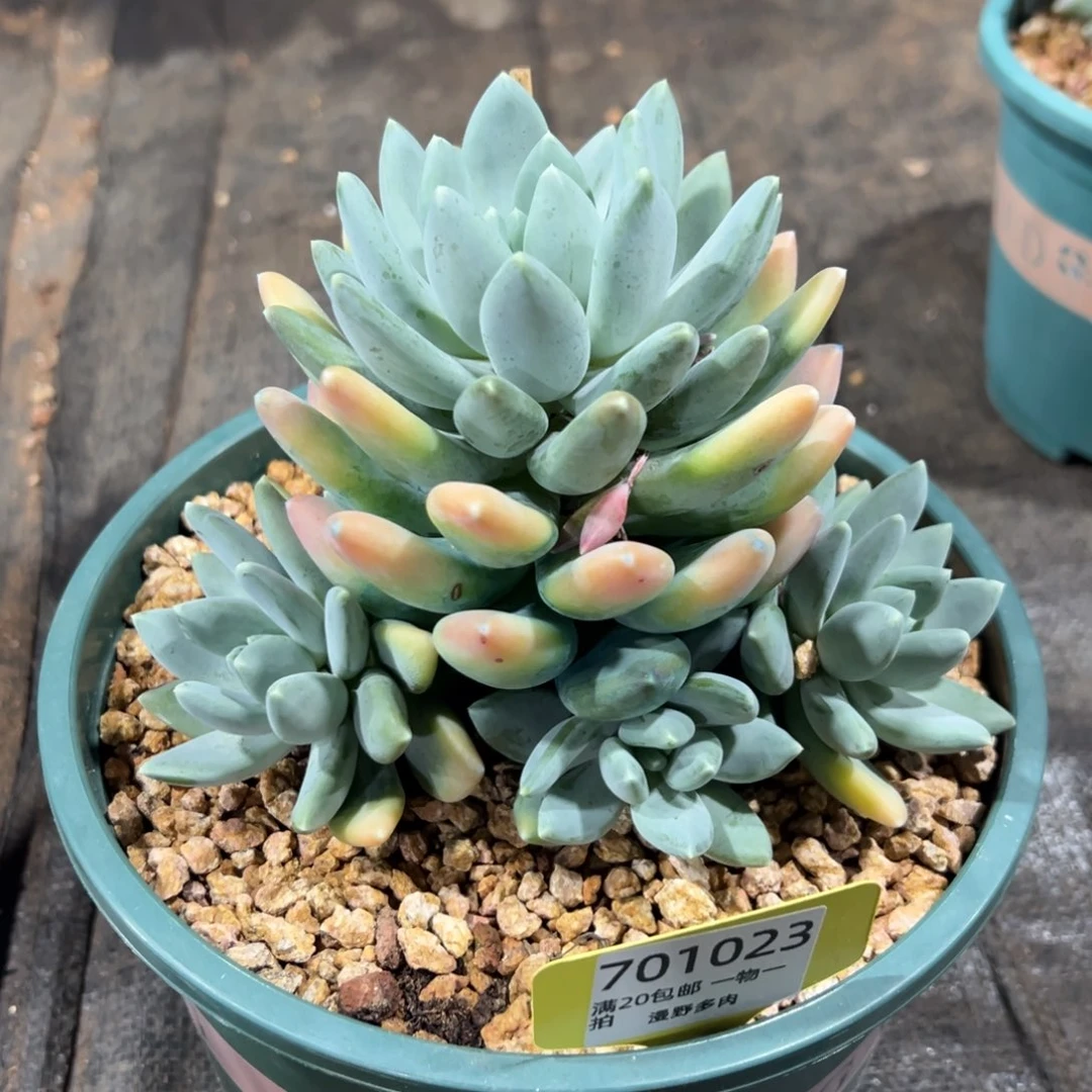 701023 三色美人群生群生，必须拍冷链发货