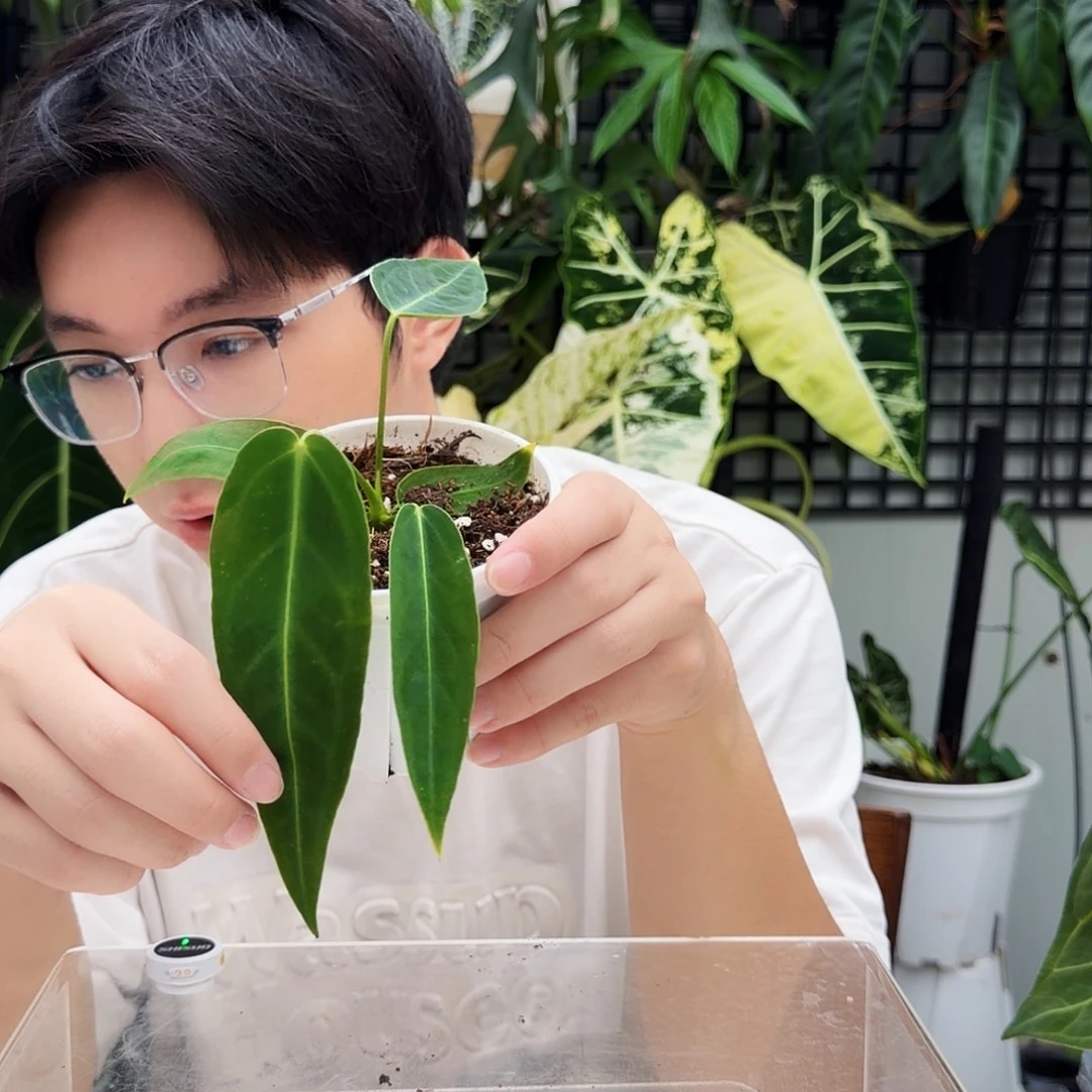 不开花植物B22 火鹤后