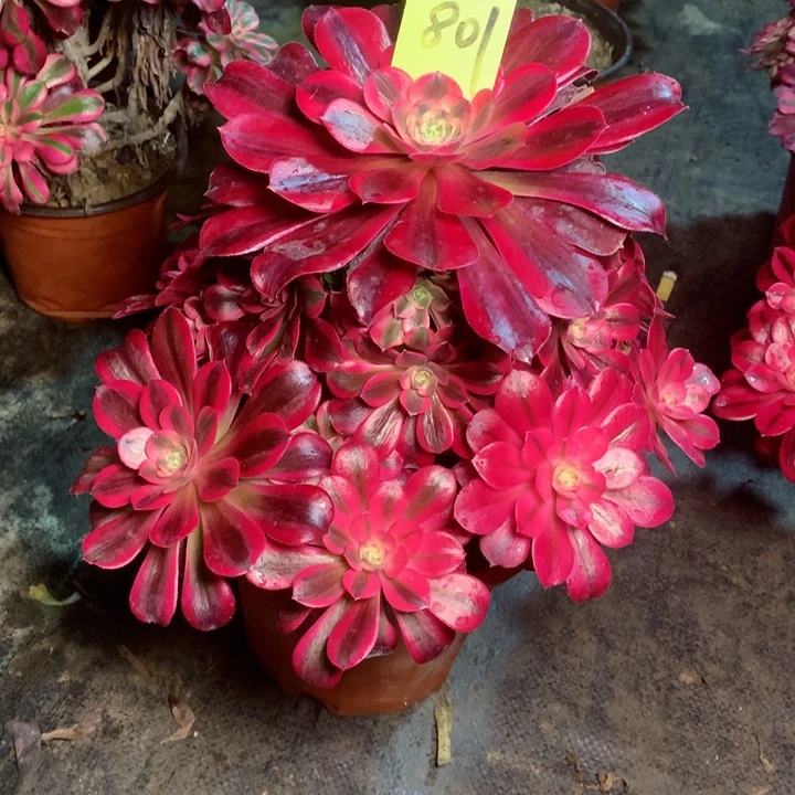 ?****）801美杜莎多肉一物一拍～