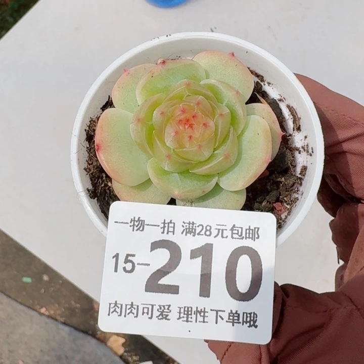 黄莺石无盆土发货多肉多