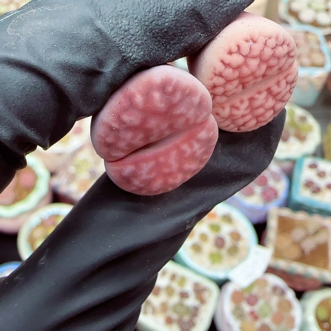 生石花满18包邮0928-252