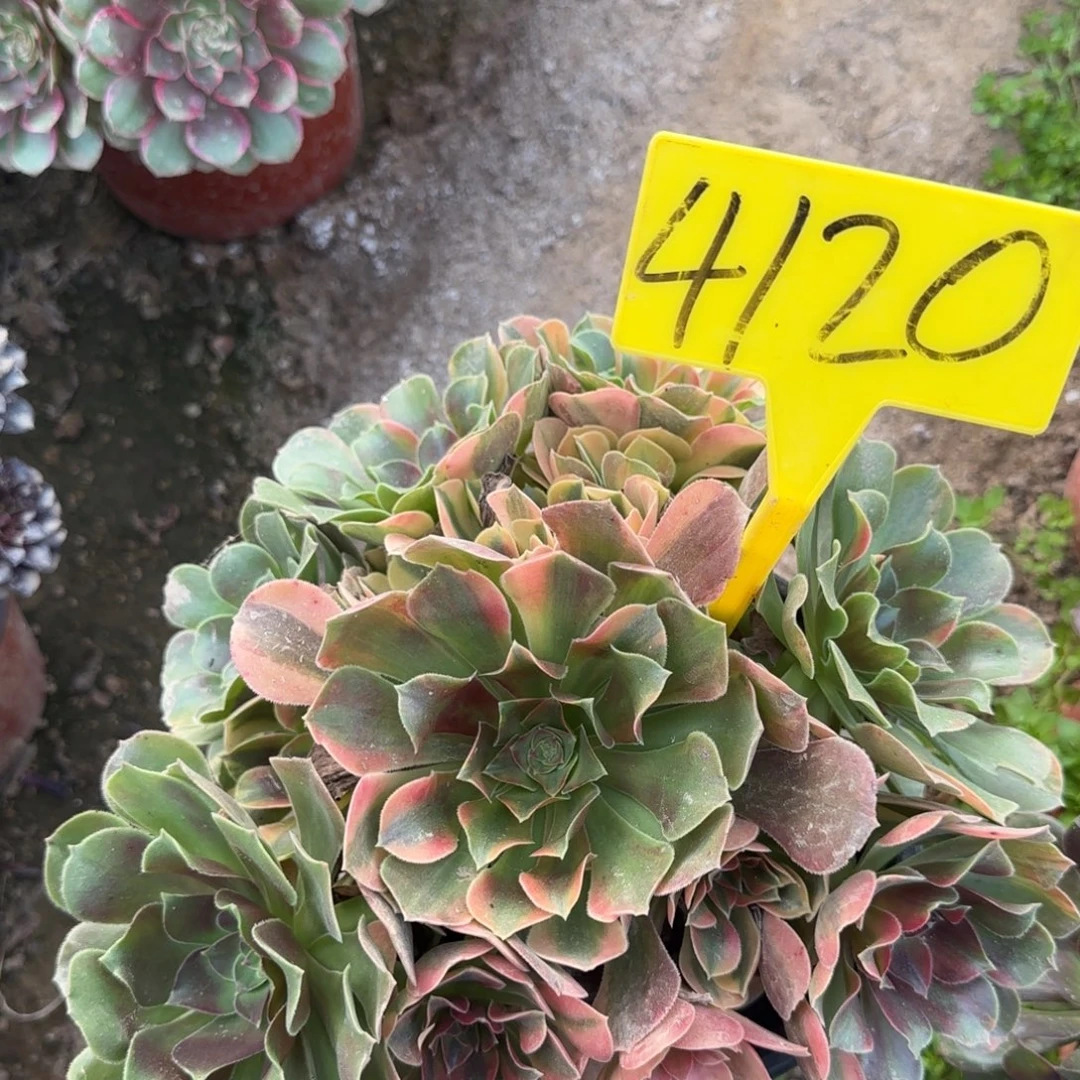 4120---七彩多头多肉