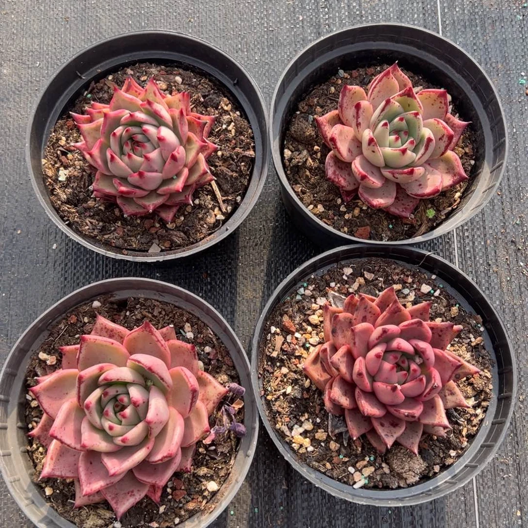 血罗，图中任意一颗，尺寸8+