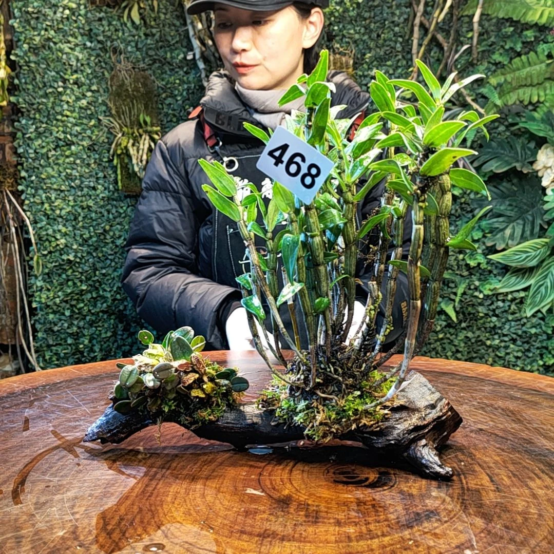 【闪购商品】468长距，大龟背花卉