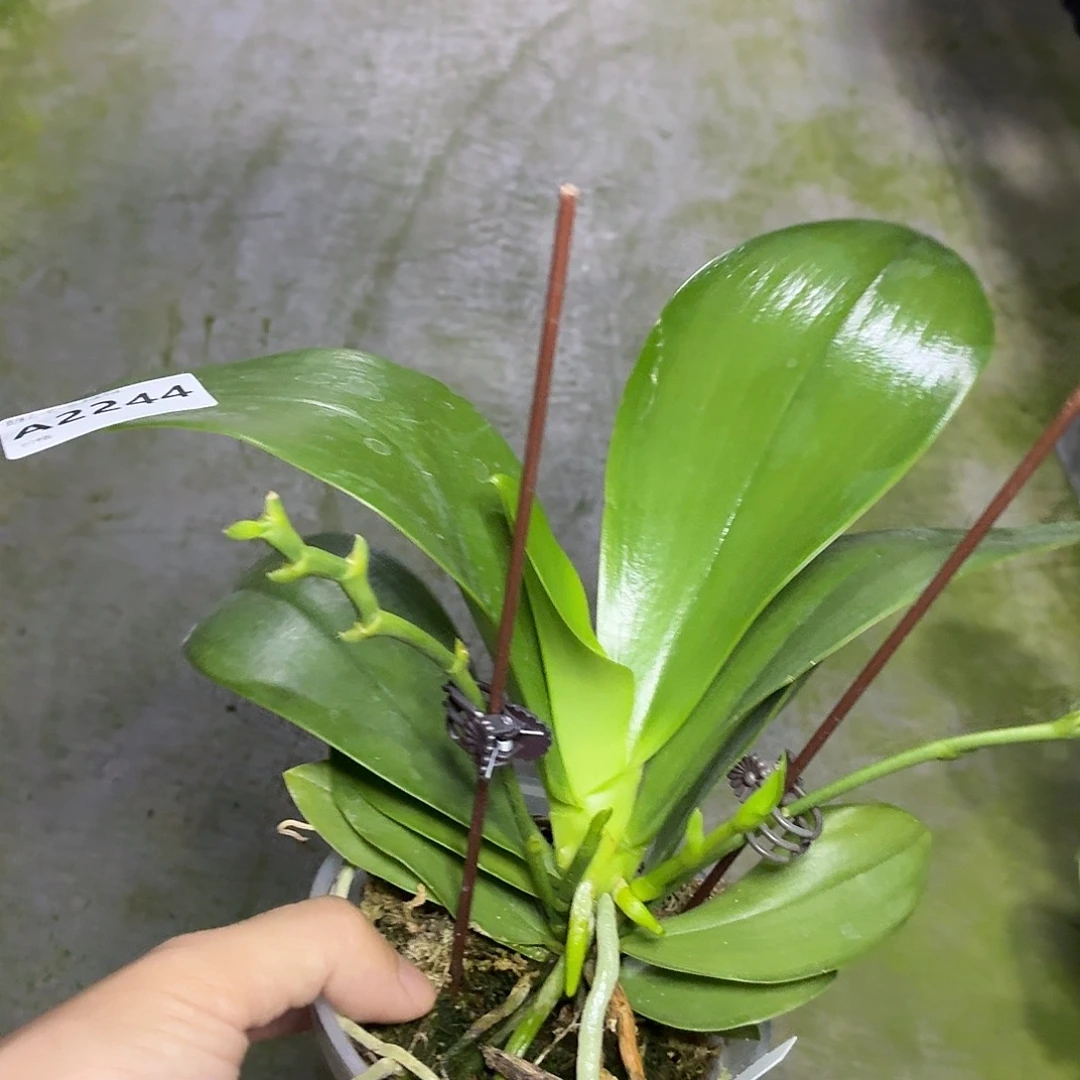 当前无花朵，栽培后可花朵A2244yss1168