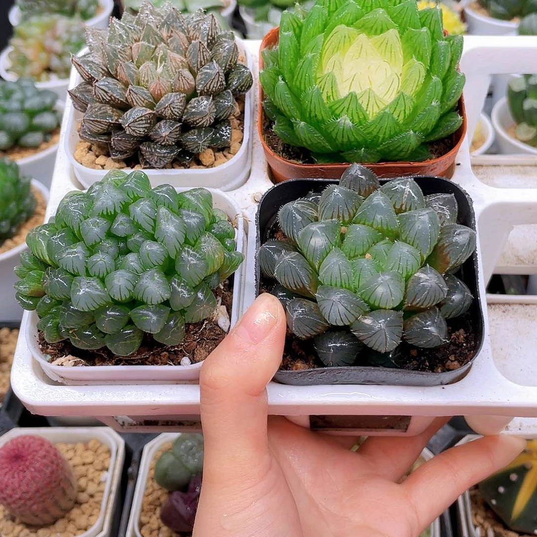 玉露四件套多肉，原盆