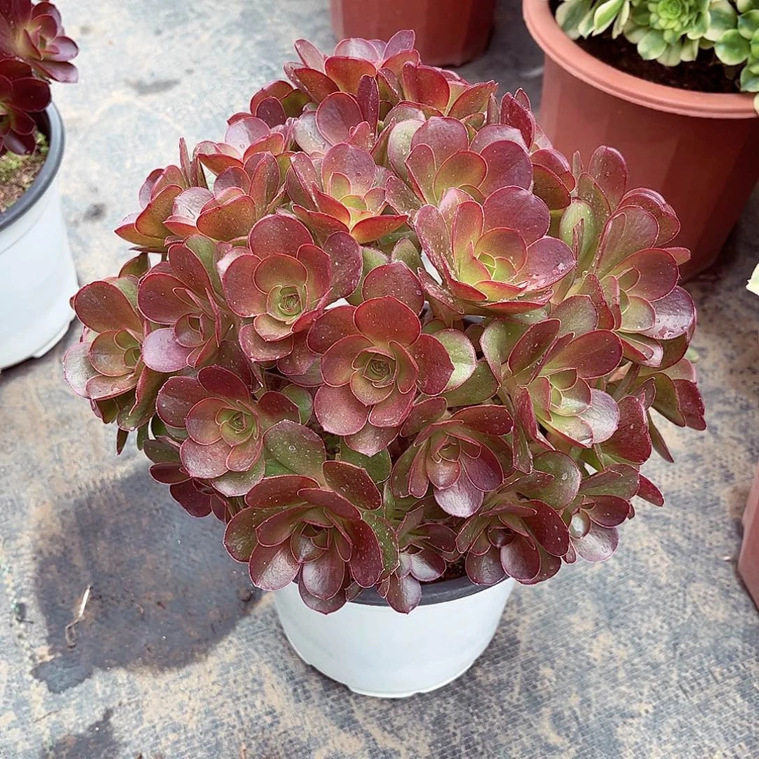 法师多肉漂亮漂亮