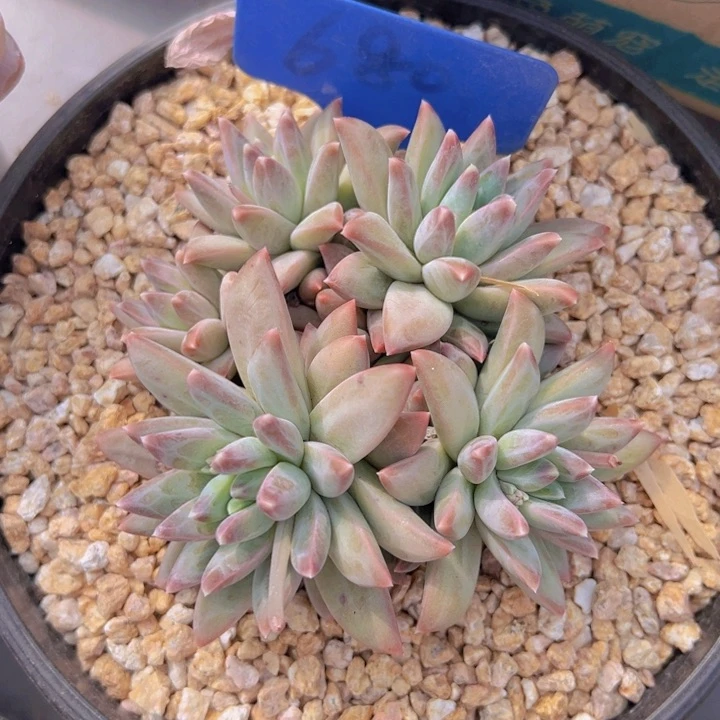 健健康康平平安安